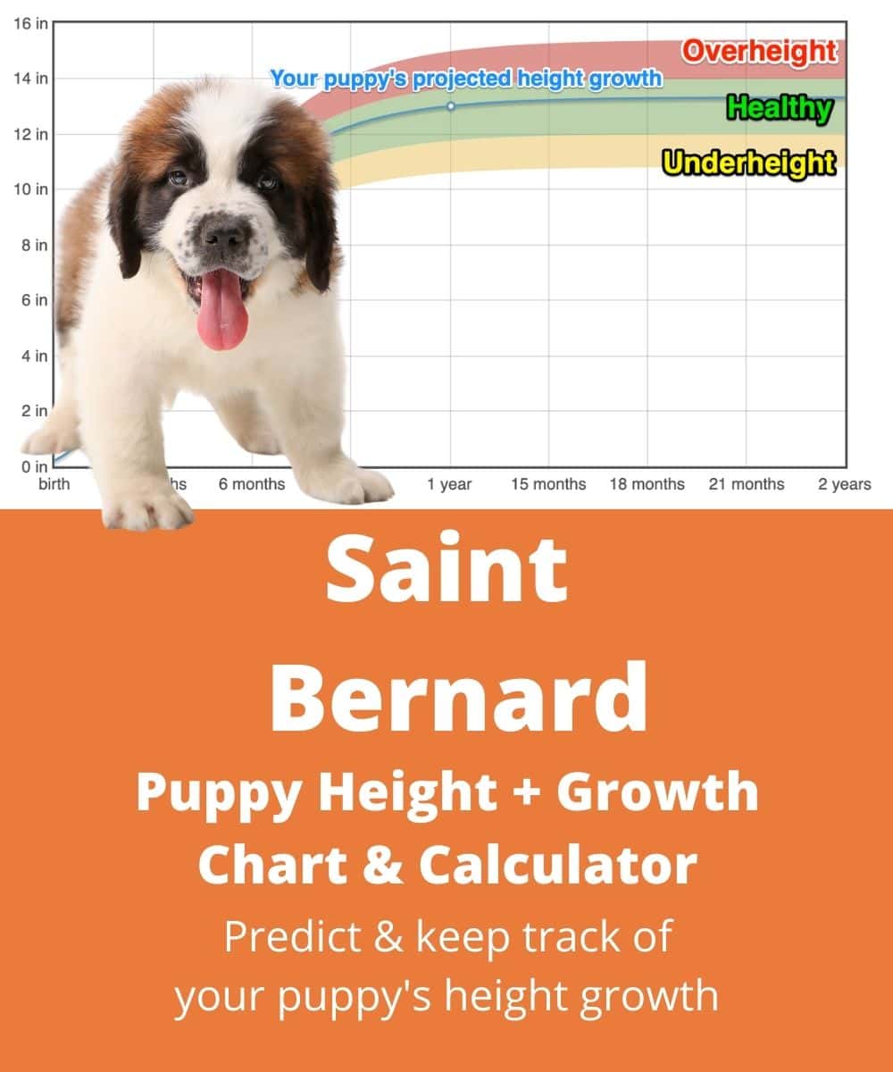 saint-bernard Puppy height Growth Chart saint-bernard Puppy height Growth Chart